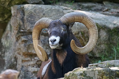 brown Bighorn sheep thumbnail
