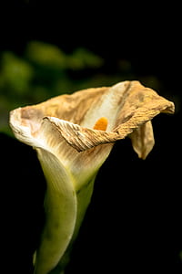 macro photography of withered calla lily thumbnail