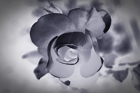 close up photography of flower with negative effects thumbnail