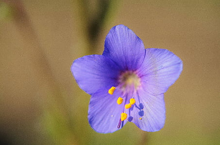 purple petaled flower in bloom thumbnail