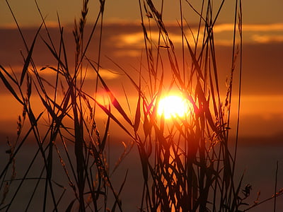 silhouette of grass during sunset thumbnail