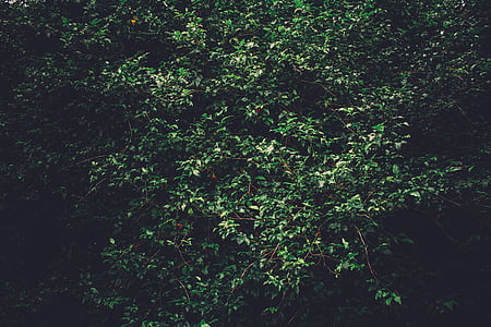 green and white leaf plant thumbnail