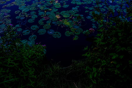 lake, lily pad, dark, mood thumbnail