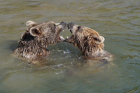 two brown bears on body of water thumbnail
