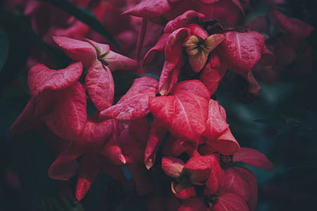 red leafed plants thumbnail