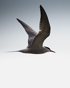 close-up photography of flying arctic tern thumbnail