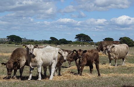 Herd of Murray Grey cows feeding in a paddock thumbnail