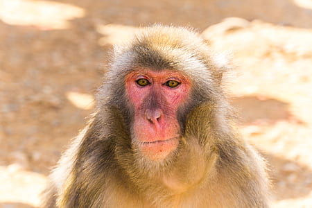 focus photography of brown primate thumbnail