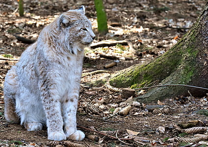long-fur beige and beige wildcat sitting beside tree thumbnail