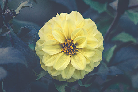selective focus photography of yellow dahlia flower thumbnail