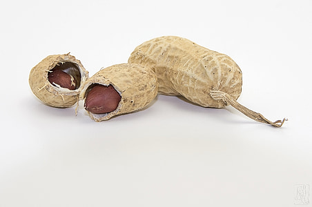 peanut illustration thumbnail