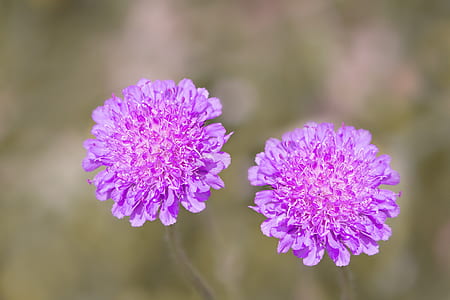 selective focus photography of two purple petaled flowers thumbnail