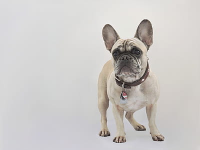 adult fawn pug thumbnail