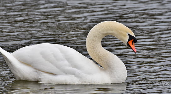 mute swan on body of water thumbnail