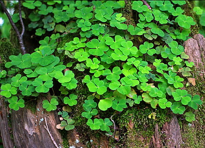 green leaf plant thumbnail