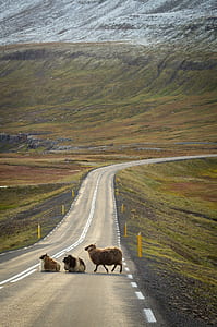 iceland, crossing, road, landscape thumbnail
