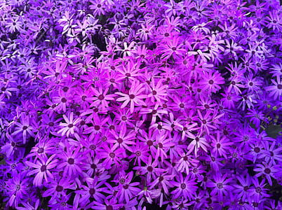 purple-and-white petaled flower lot thumbnail