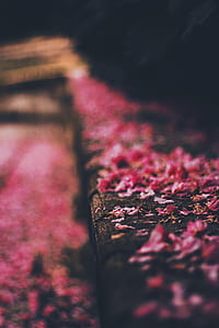 tilt-shift photography of pink flowers on floor thumbnail