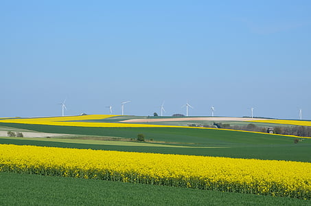 yellow rapeseed flower field across windmills under blue sky at daytime thumbnail