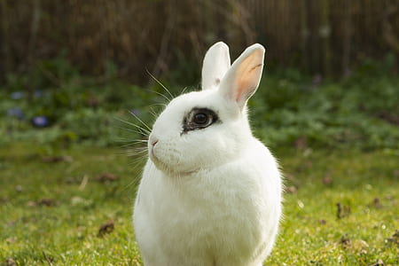 white rabbit thumbnail