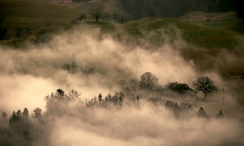 area full of trees covered in white fog thumbnail