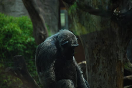 closeup photo of black monkey thumbnail