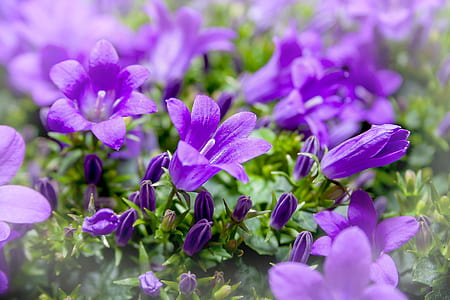 purple flowers thumbnail