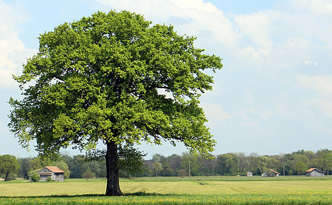 green lone tree under cumulus clouds thumbnail