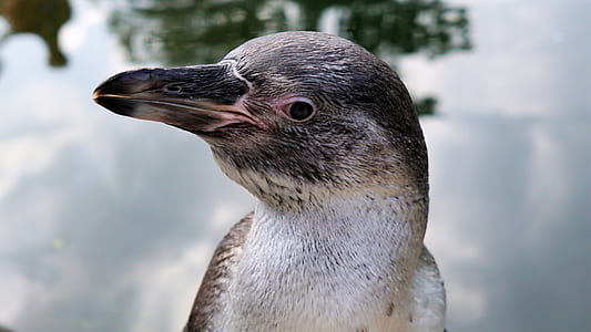 closeup photo of gray and white bird thumbnail