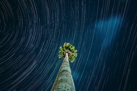 worm eye photography of green tree artwork thumbnail