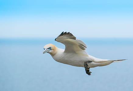 white flying bird under white sky thumbnail