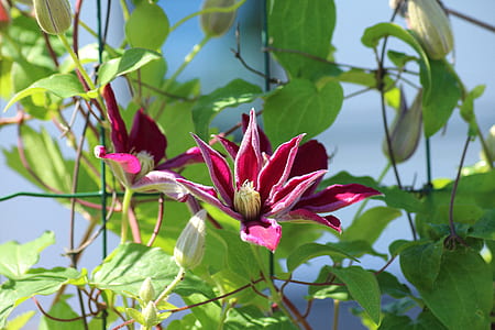 red petaled flower under blue sky thumbnail