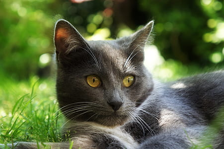 gray and white cat thumbnail