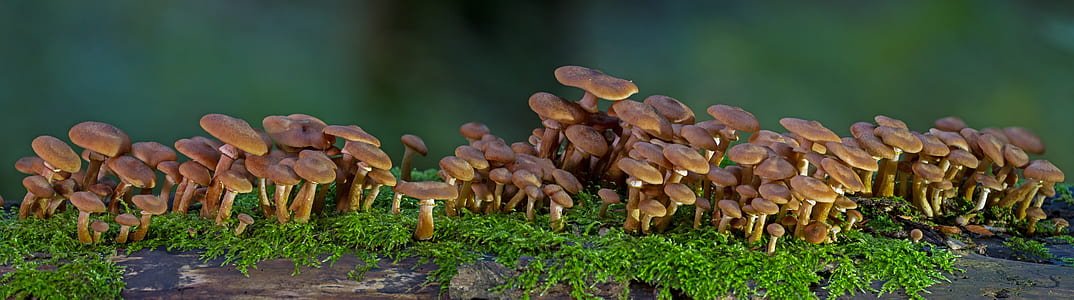 brown mushrooms thumbnail