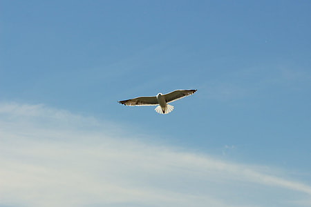 white and gray bird flying under blue sky during daytime thumbnail