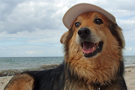 adult black and tan German shepherd on sand near shore at daytime thumbnail