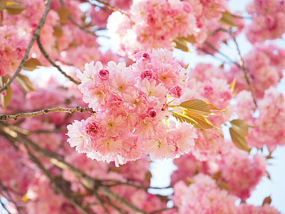 pink cherry blossoms thumbnail