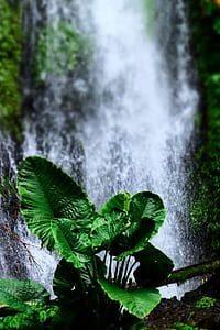 green leaf plant thumbnail