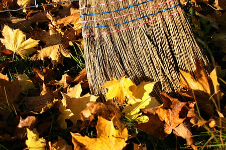 closeup photo of maple leaves beside woven mat thumbnail