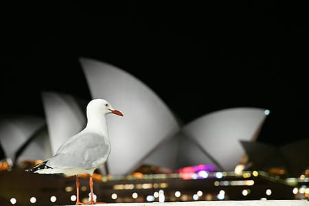 Selective Focus Photo of Sydney Opera House, Australia thumbnail
