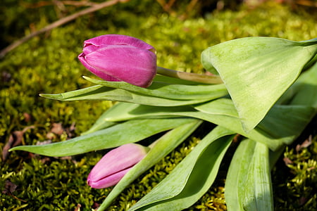purple and pink tulip flower buds thumbnail