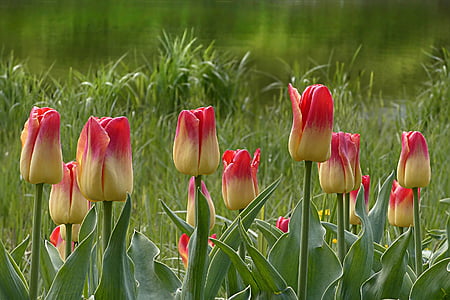 pink-and-beige tulip flowers nature photography thumbnail