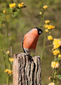 shallow focus photo of orange and black bird thumbnail