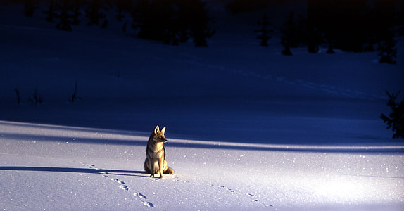 brown Coyote on snow during nighttime thumbnail
