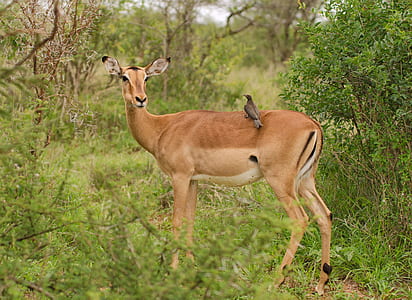 brown bird on brown deer surrounded by bush thumbnail