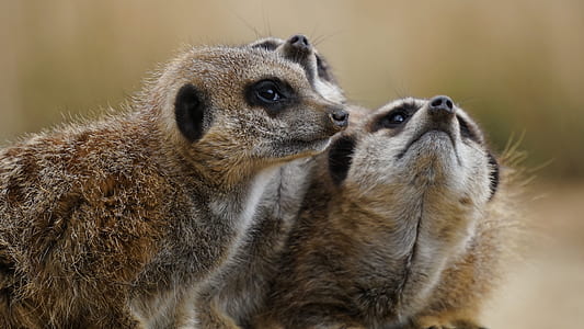 animals, wild animals, mammals, meerkats thumbnail