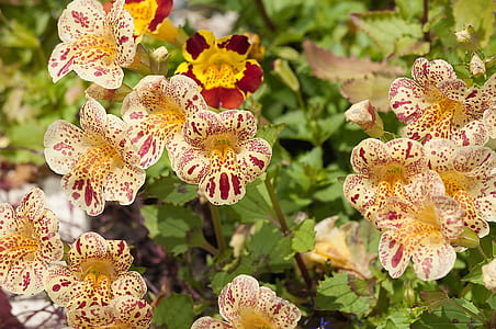 selective focus photography of yellow petaled flowers thumbnail