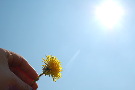low angle photography of person holding yellow dandelion flower during daytime thumbnail