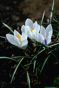 closeup photo of white crocus flowers thumbnail