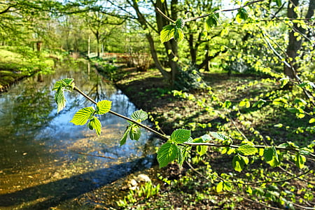 green leaf trees in front of grey calm body of water thumbnail